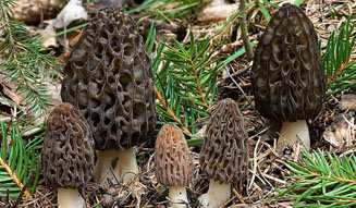 ベージュ アラン・デュカス 東京｜コレクション・ベージュ