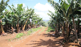 地球育ち しあわせバナナ|伊勢丹