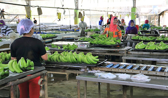 地球育ち しあわせバナナ|伊勢丹