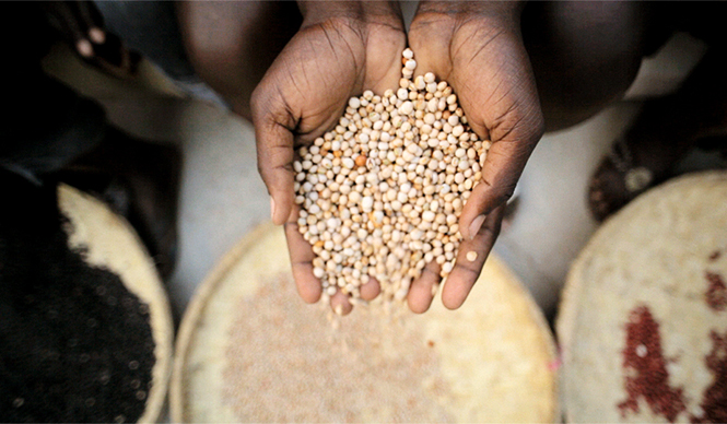 パパ、遺伝子組み換えってなぁに？｜MOVIE