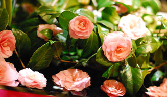 FLORALUXE｜rumors