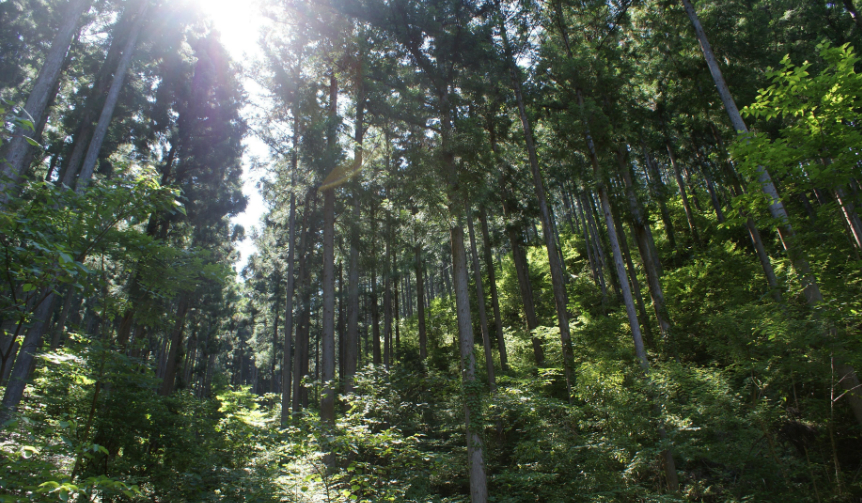 more trees|隈研吾デザイン「つみき」