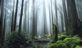 アマン｜アマネム