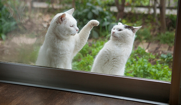 安彦幸枝|どこへ行っても犬と猫