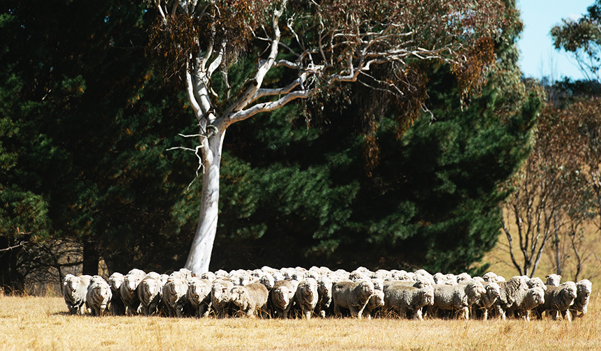 0-D-Australia_Merino