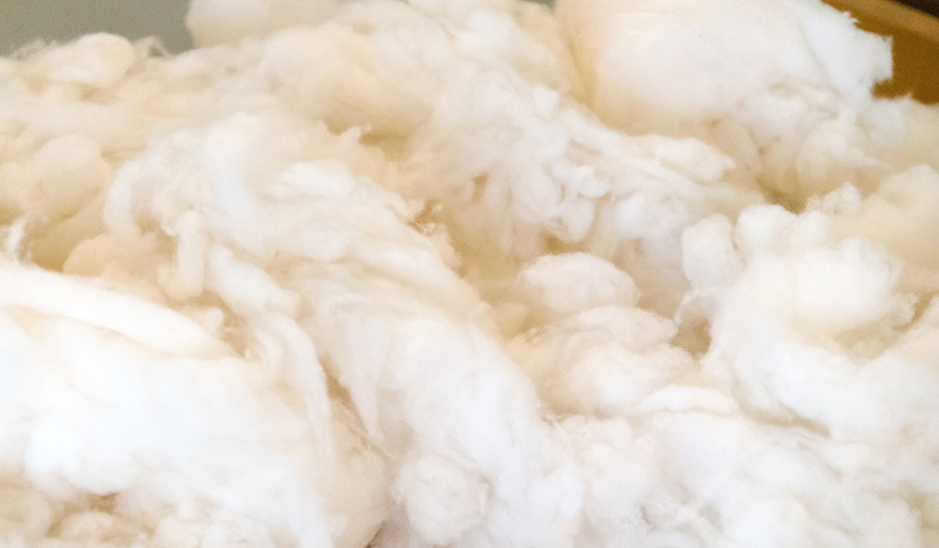 0-D-Australia_Merino