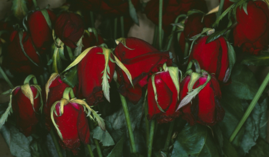 Ground Seiko Art Peace