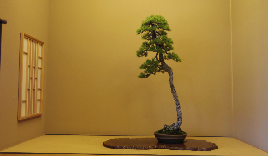 hirao-bonsai_004