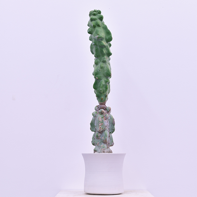qusamura_008