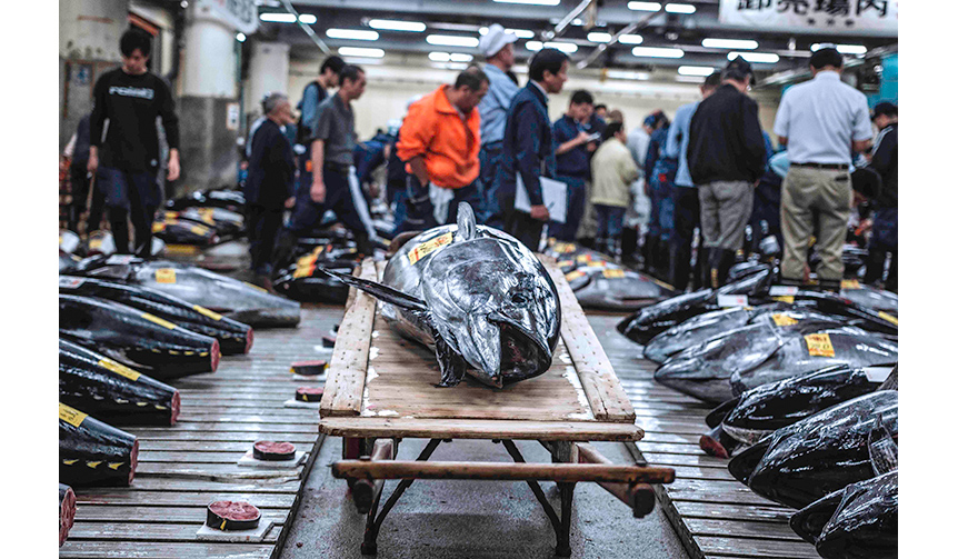 tsukiji_004