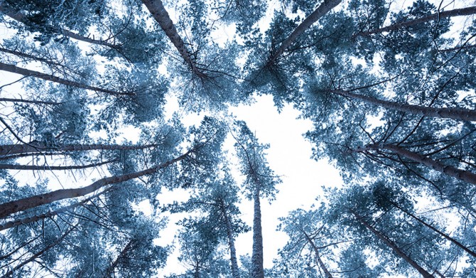 18_【星のや富士】冬の森イメージ②