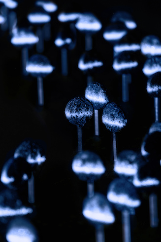 s_5_PREPARE YOUR SENSES_LOLLIPOPS_01