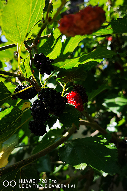 t_IMG_20180526_225656