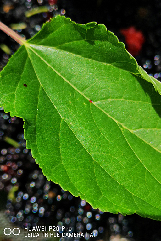 t_IMG_20180526_225656