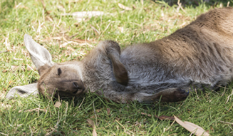 Kangaroo, Adelaide Hills, SA