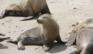 Sea Lion, Baird Bay, SA