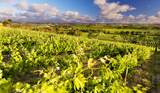 d'Arenberg Winery, McLaren Vale, SA
