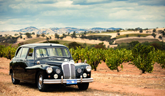 327-31-Summer vineyards and the Daimler (1)