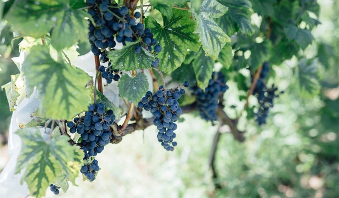 04_Hoshino-Resorts_openers