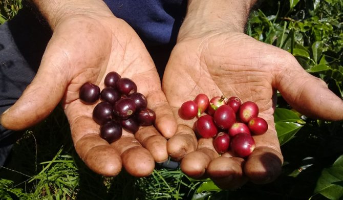 ネスプレッソ マスターオリジン