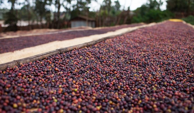 ネスプレッソ マスターオリジン