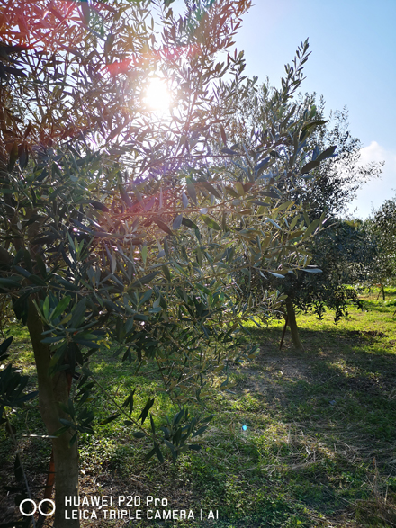 写真は感性で撮る時代へ | HUAWEI P20 Pro 04