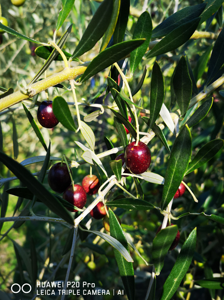 写真は感性で撮る時代へ | HUAWEI P20 Pro 05