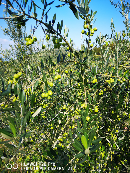 写真は感性で撮る時代へ | HUAWEI P20 Pro 06