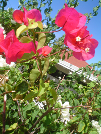 第6回　ハワイのクムズハウスにて