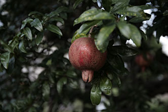 第23回<br>身近なグッドデザイン<br><br>対談｜TERAKOYA 間 光男×M.Y. LABEL 吉田眞紀<br>「グランメゾンとそのカトラリー」.....(2)