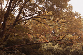 第41回 「食」にまつわる話_サンマ編