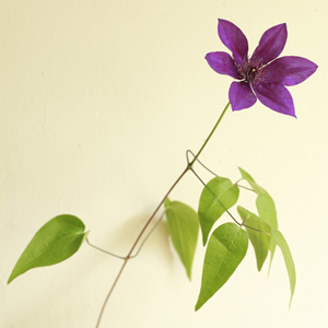 夏にふさわしい6色×2サイズ展開「Porter Classic」の新作トート発売