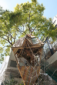 アダム エ ロペ クスノキ