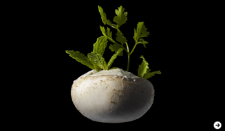 「SWAROVSKI GINZA 1st anniversary」2009 年 03