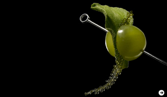 「SWAROVSKI GINZA 1st anniversary」2009 年 04