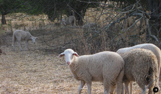 Ibiza Chillout Lounge Vol.04｜01