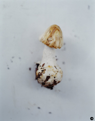 ホンマタカシ 「more trees」 (2010年)