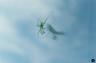 井上佐由紀 「森は少し遠い」 #1