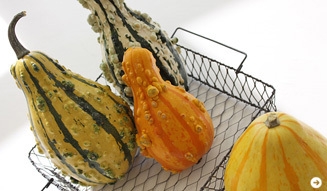 Yoko Ueno Lewis｜土佐龍 10