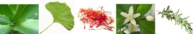 使用されている5つの植物、アロエ、ネロリ、イチョウ、ローズマリー、サフラン