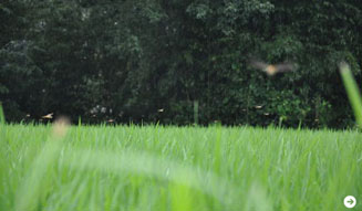 温室｜九州の旅 06