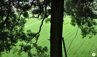 温室｜九州の旅 10