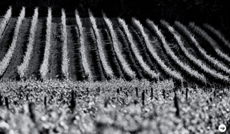 Louis XIII｜ルイ13世　01