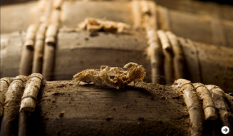 Louis XIII｜ルイ13世　02