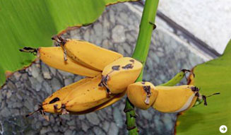 Munemi|Rajaa Chbani 02