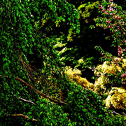 クラブキング,桑原茂一,Diary-T,5