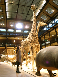 生方ななえ｜パリとキリンと地図帖 04