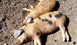 グリフィン|2012春夏 09