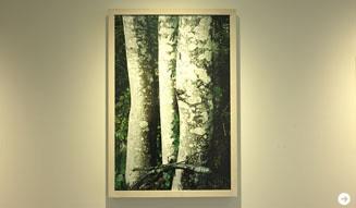 ホンマタカシ|その森の子供 02