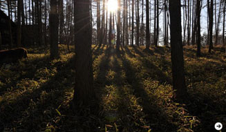 温室｜塚田有一 05